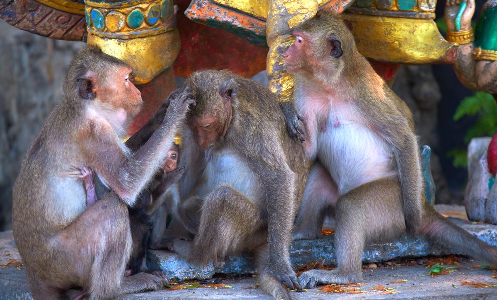 LinkedIn Company Page image - monkeys in a little team of 3.